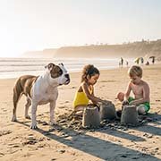 american-bulldog