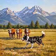 border-collie-