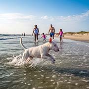 bull-terrier-