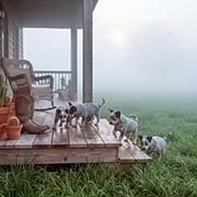 cattle-dog-