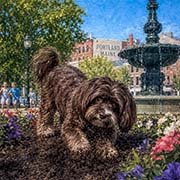 havanese-