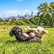 poodle-